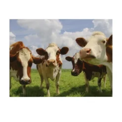 Art for the Home Buitencanvas Koeien 70x50cm