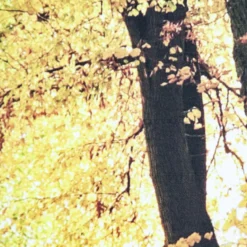 Art for the Home Herfst Canvas 75x100cm