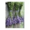Art for the Home Lavendel Buitencanvas 70x50 cm