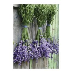Art for the Home Lavendel Buitencanvas 70x50 cm