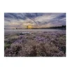 Art for the Home Lavendelveld Buitencanvas 50x70 cm