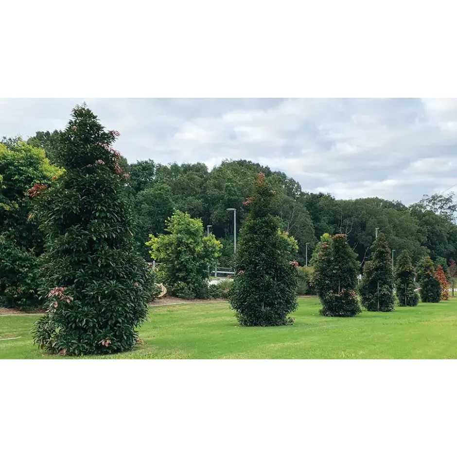 BERA WaterUps waterreservoir - voor plantenbakken en bomen