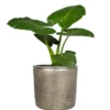 Floran Bloempot - industrieel - goud - keramiek met coating - 12 cm