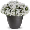 Forte Plastics Bloempot - antraciet - rond - kunststof - 60 cm