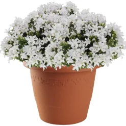 Hega Hogar Bloempot/plantenpot - D30 cm x H24 cm - terra cotta