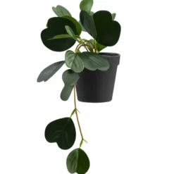 Kunstplant Japonica in pot - groen - 22 cm