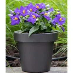Mega Collections Plantenpot/bloempot - kunststof - zwart - D30 cm