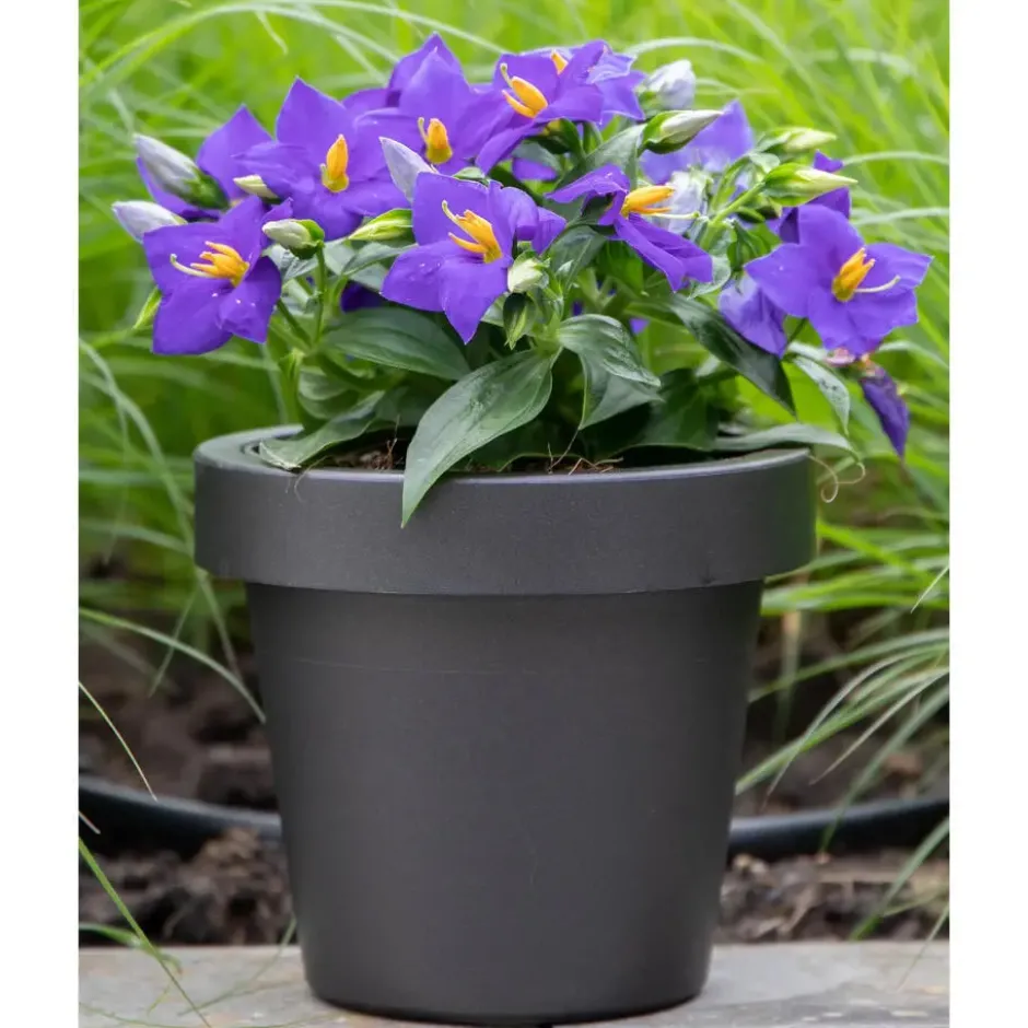 Mega Collections Plantenpot/bloempot - kunststof - zwart - D30 cm