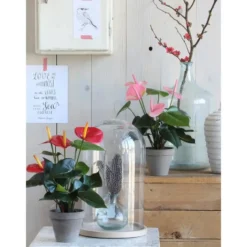 Mica Decorations Anthurium Kunstplant 40 cm lichtroze