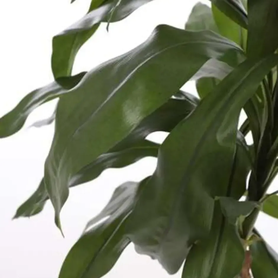 Mica Decorations Dracaena Kunstplant - H95 x Ø60 cm