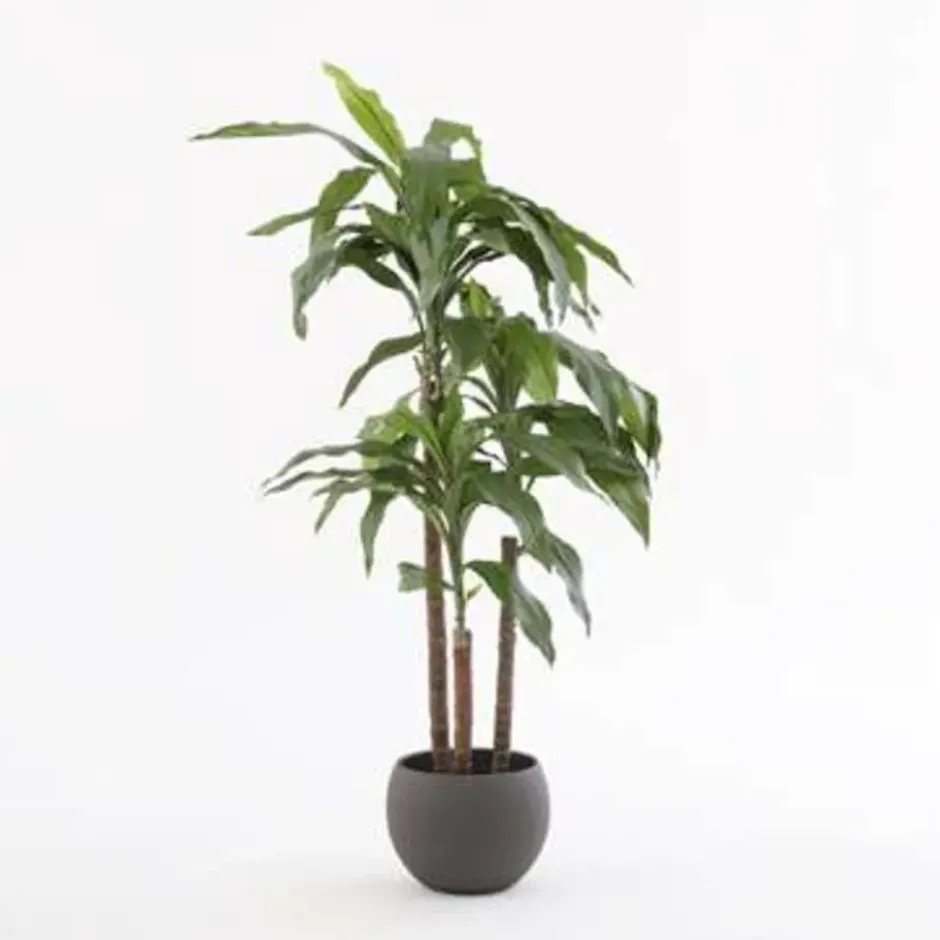 Mica Decorations Dracaena Kunstplant - H95 x Ø60 cm