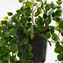 Mica Decorations Ficus Kunst Hangplant in Pot - H46 x Ø20 cm - Groen