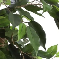 Mica Decorations Ficus Kunstplant - H135 x Ø75 cm - groen