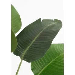 Mica Decorations Kunstplant Bananenboom in Pot - H180 x Ø30 cm - Groen