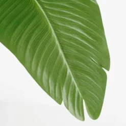 Mica Decorations Kunstplant Bananenboom in Pot - H180 x Ø30 cm - Groen