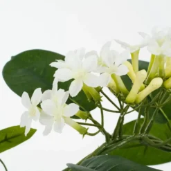 Mica Decorations Kunstplant - stephanotis bruidsbloem - wit - 50 cm