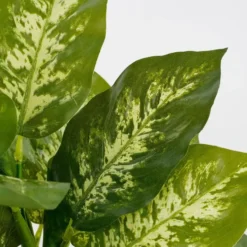 Mica Decorations Kunstplant Dieffenbachia - groen - 40 cm - in pot