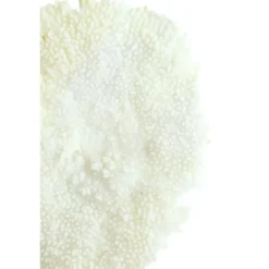 Ornament Coral - Crème - 46x20x69cm