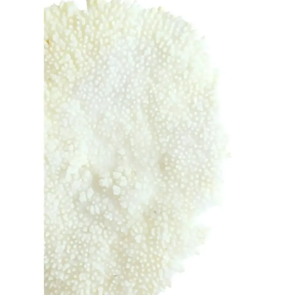 Ornament Coral - Crème - 46x20x69cm