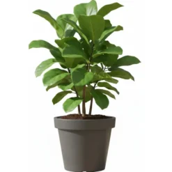 Prosperplast Bloempot - D50 x H42 cm - donkergrijs - kunststof