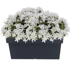 Prosperplast Plantenbak - kunststof - 79 x 35 x 33 cm - antraciet