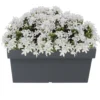 Prosperplast Plantenbak - kunststof - 79 x 35 x 33 cm - grijs