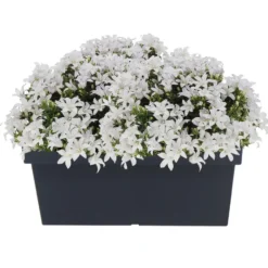 Prosperplast Plantenbak - kunststof - 58 x 26 x 22 cm - antraciet