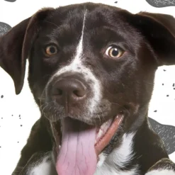 Pure dekbedovertrek hondje - 1 persoons 140x200/220 cm - Multi - Microvezel