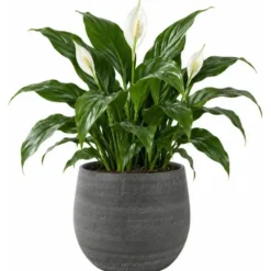 Ter Steege Plantenpot/bloempot - keramiek - grijs - 22 x 20 cm