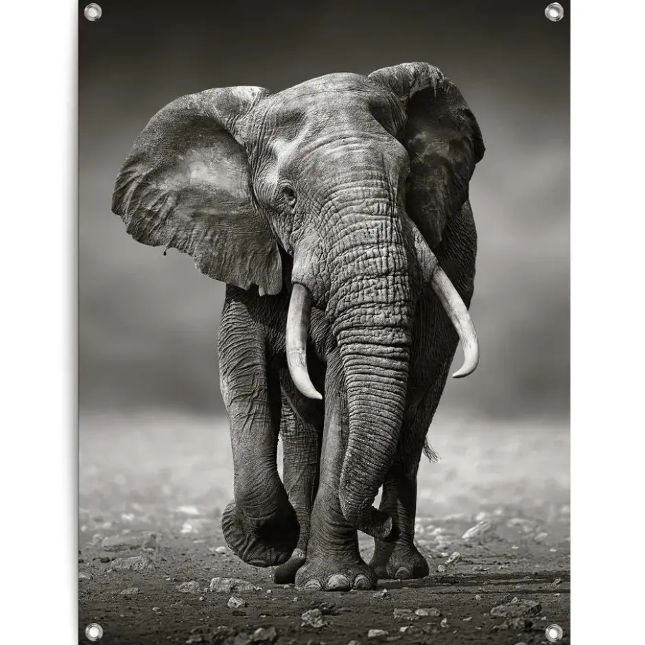 Tuinposter Wandelende olifant - 80 x 60 - Zwart