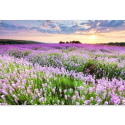 Tuinposter 180x120 cm Bloemen - Lavendel - Paars - Lucht - Zonsondergang - Weide