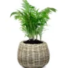 Van der Leeden Planten mand - rotan gevlochten- 45x34cm - drypot