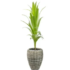 V/d Leeden Planten/bloemen mand - rotan - riet - D48 x H62 cm