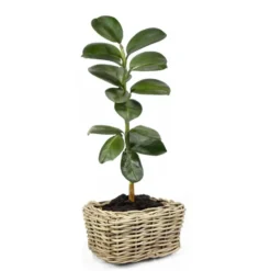 V/d Leeden Planten mand - rechthoekig - rotan - riet - 49x37x30cm