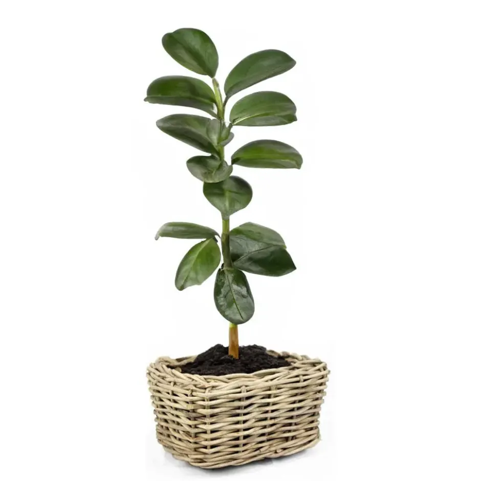 V/d Leeden Planten mand - rechthoekig - rotan - riet - 49x37x30cm